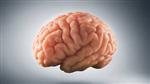 Brain 