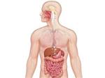 digestive 