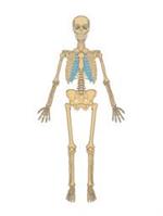 skeletal 